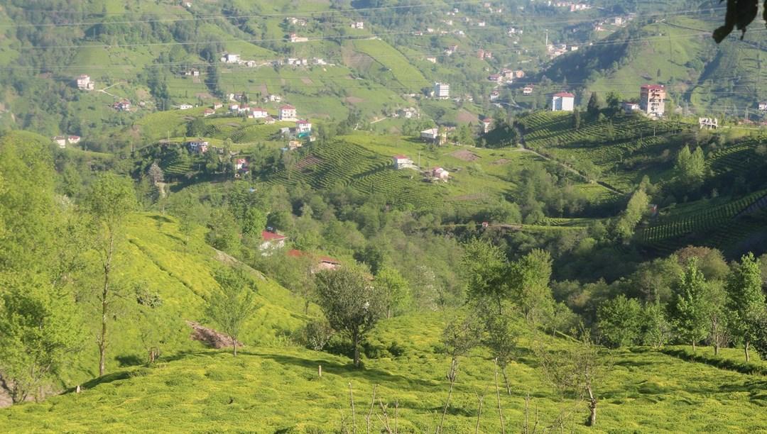 ‘Çay göçü’ başlıyor, 50 bin üretici bu gece yola çıkacak