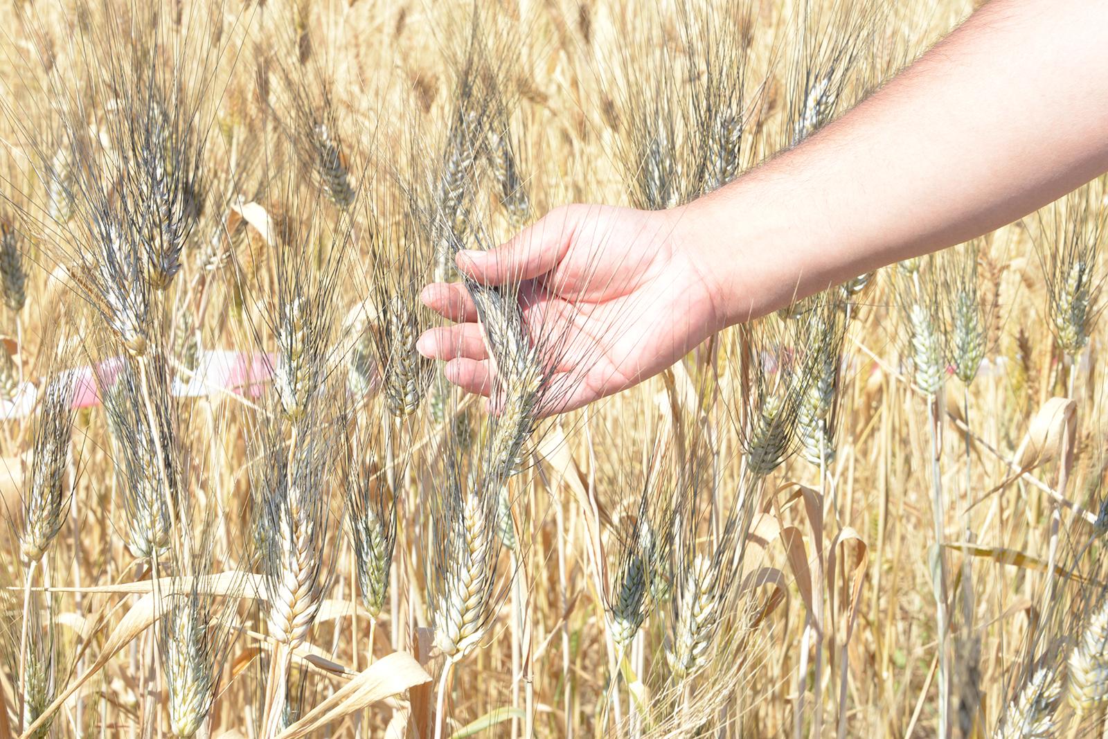 Selçuk Üniversitesi’nden yerli tohumda dev adım