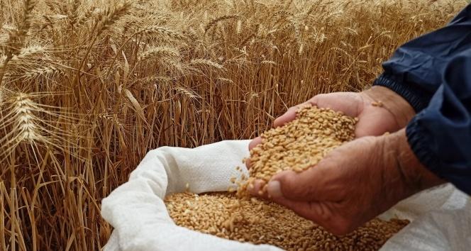 Yerli ve milli buğday tohumu ‘kirve’ tanıtıldı