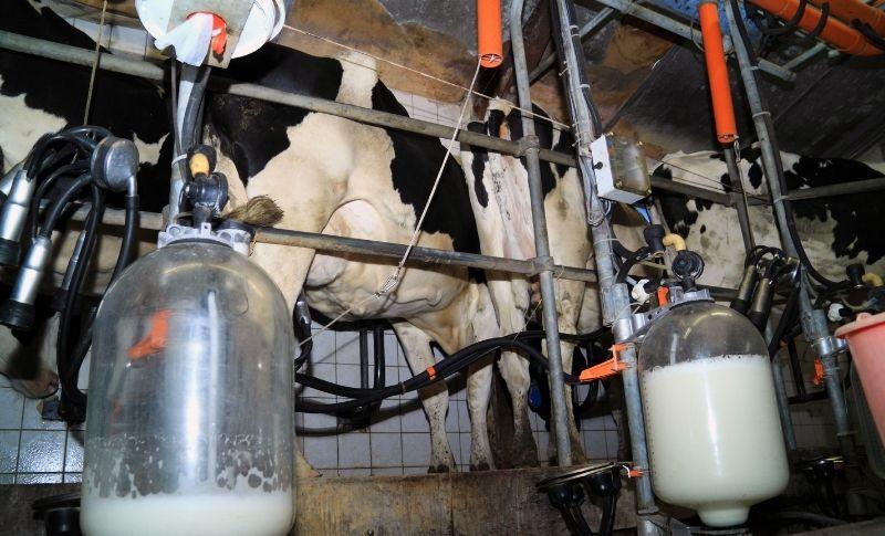 Süt Üreticilerine 4 Ay Faizsiz Kredi imkânı