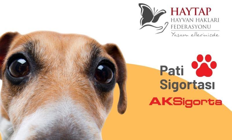 Aksigorta Haytap ile İş Birliği Yaptı