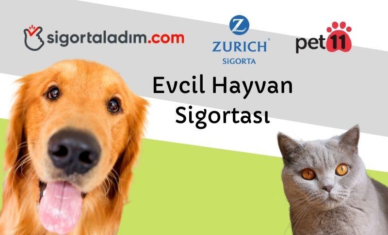 Pet11’e Özel Evcil Hayvan Sigortası