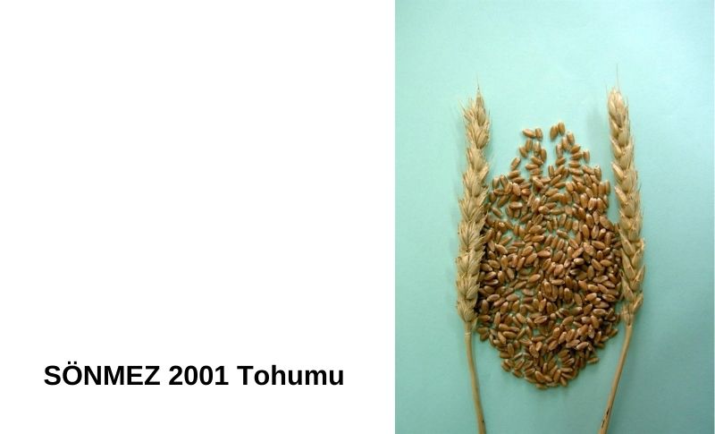SÖNMEZ 2001 Tohumu