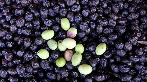 Türkiye’nin Zeytin İhracatı %15 Artış Gösterdi