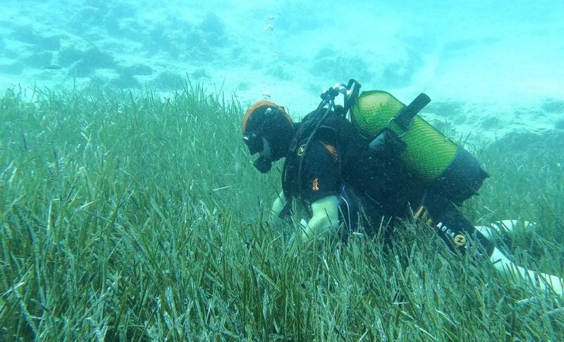 Mavi Nefes Projesi ile Denizler Canlanıyor