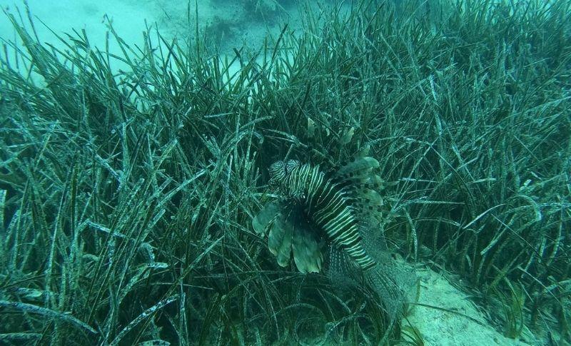 Mavi Nefes Projesi ile Denizler Canlanıyor | 26 Aralık 2024