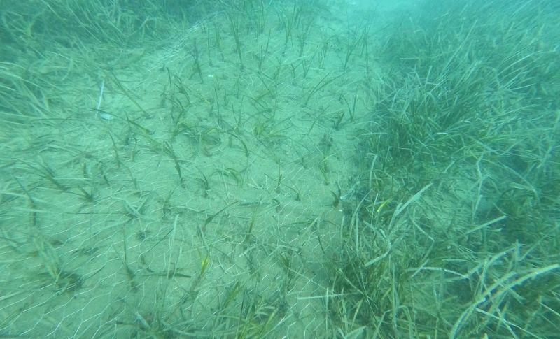 Mavi Nefes Projesi ile Denizler Canlanıyor | 26 Aralık 2024