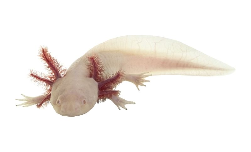 Axolotl (Su Ejderi)