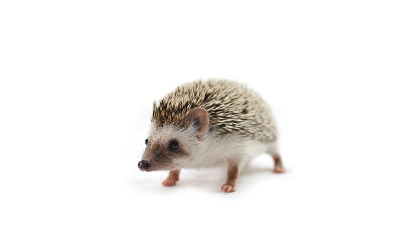 Kirpi