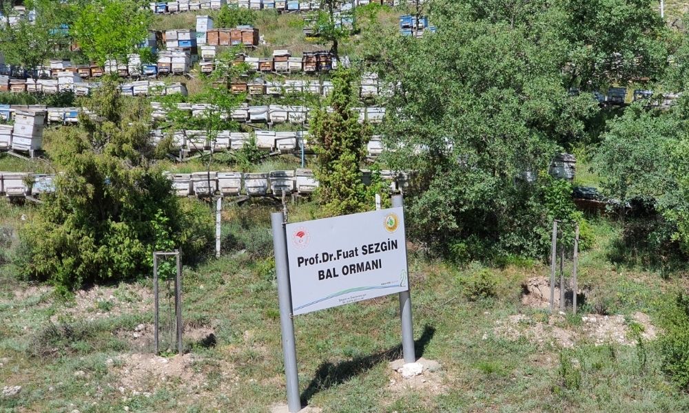 Türkiye Odun Dışı Orman Ürünleri ile 12 Milyar TL Gelir Elde Etti