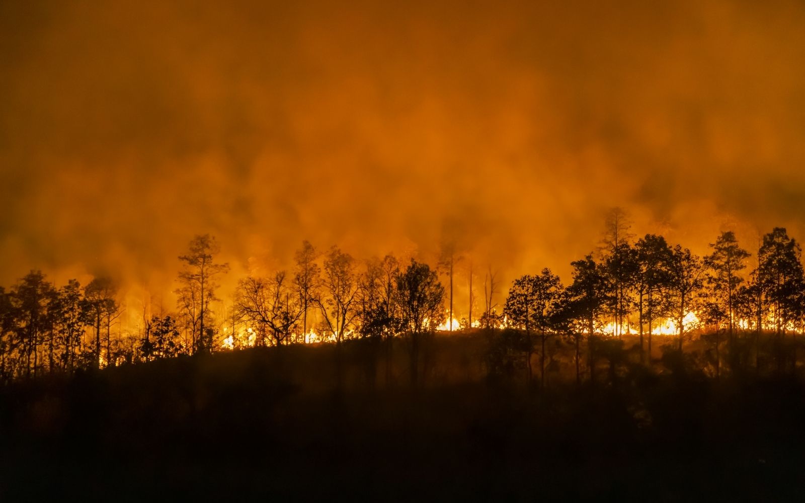 Bilim İnsanları Uyardı: El Nino Küresel Yangın Riskini Tetikliyor